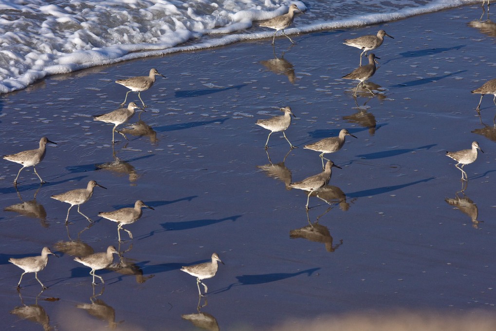 Willets