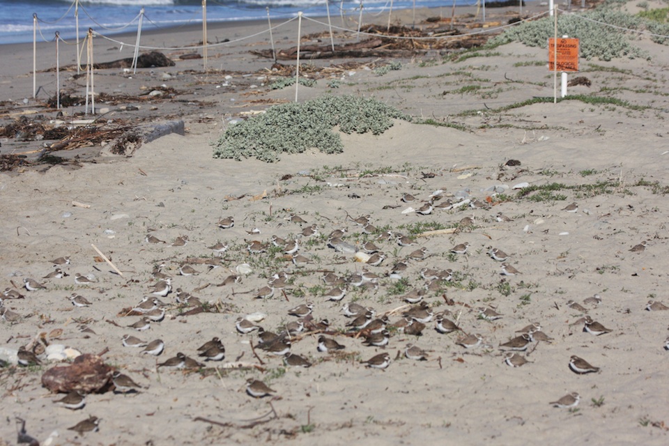 Snowy Plovers and Semi-palmated Plovers