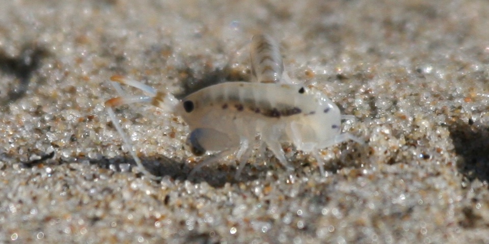 Beach hopper