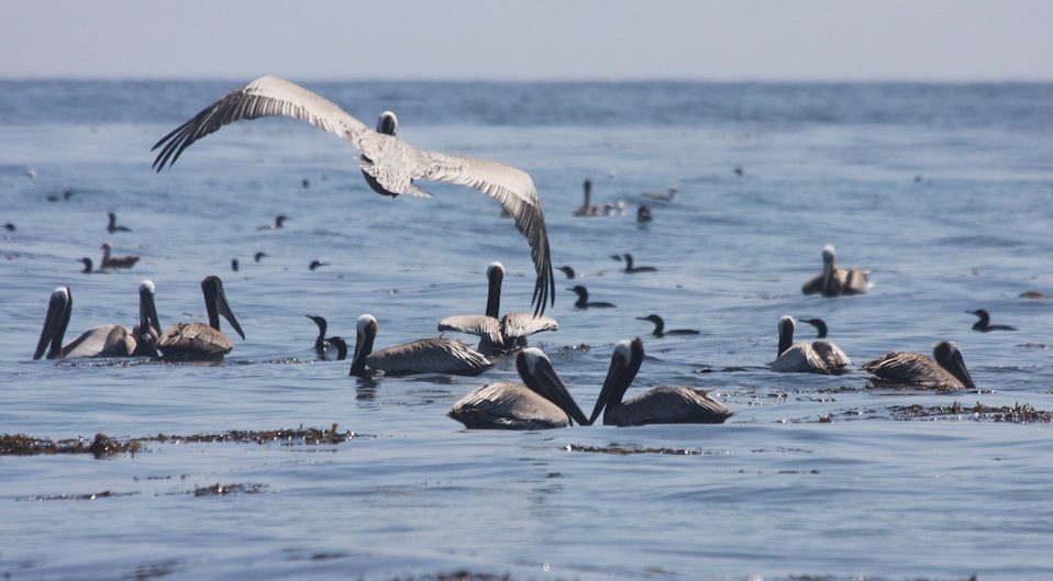 Brown Pelicans and Brandt's Cormorants