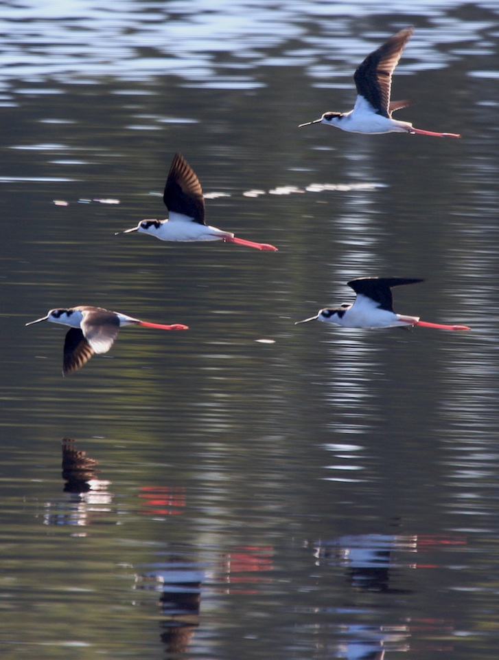 Black-necked stilt