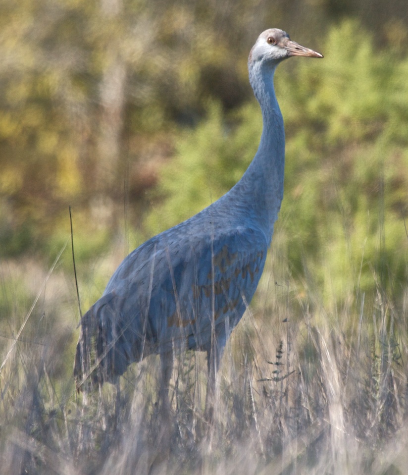 Sandhill crane