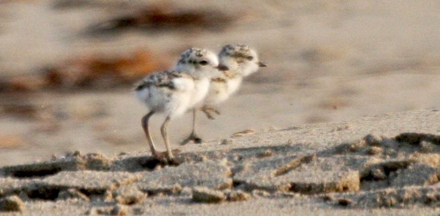 Snowy Plover chicks