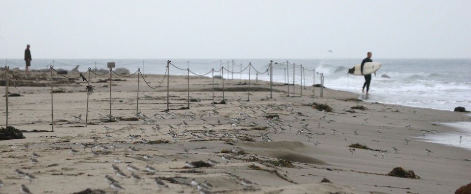 Snowy Plovers at Coal Oil Point Reserve - Sands Beach