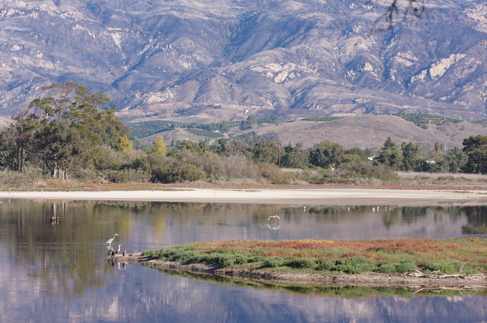 birds with Goleta burnt mountains in the distance