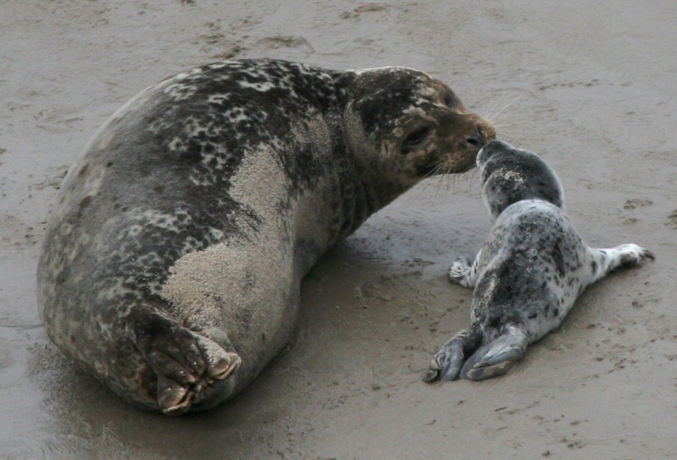 Pacific Harbor Seal 