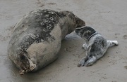 Harbor Seals, Carpinteria