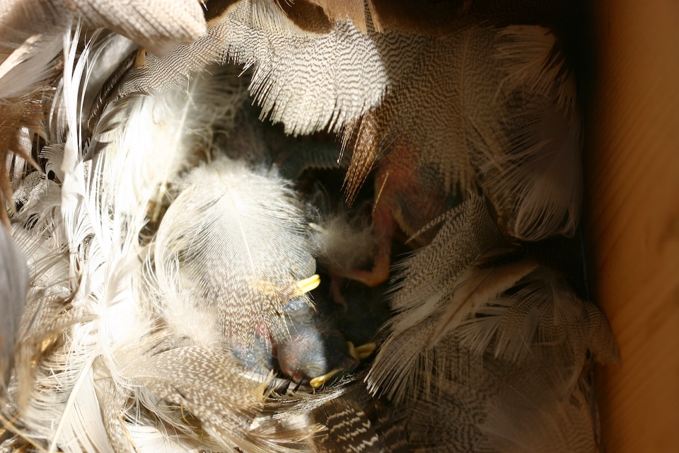 Tree Swalow Nest