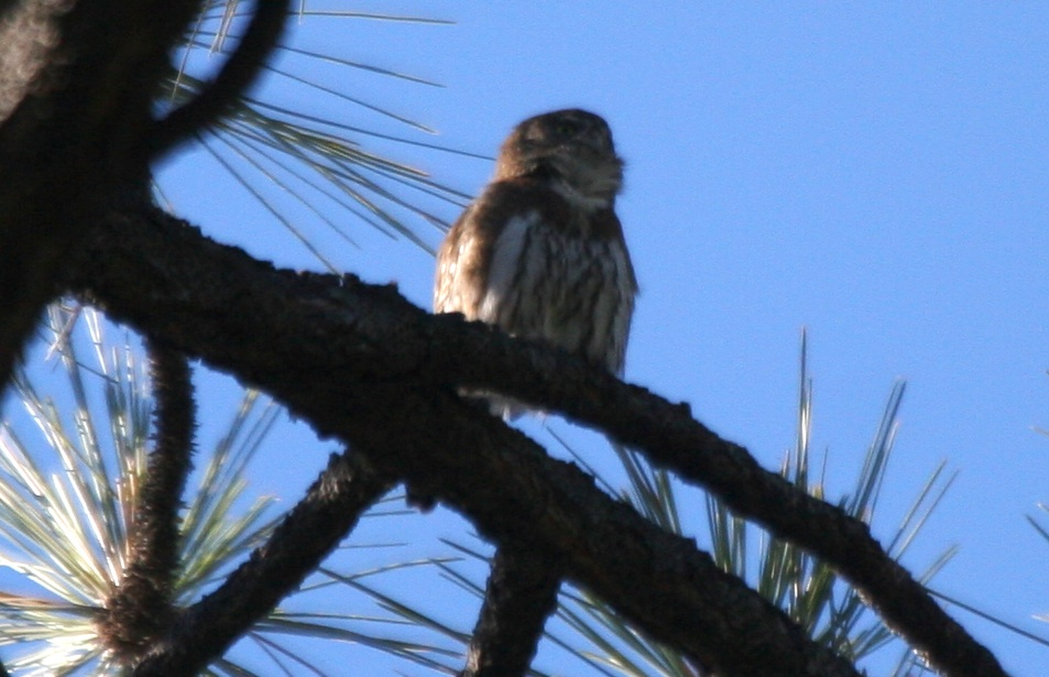 Northern Pygmy-Owl