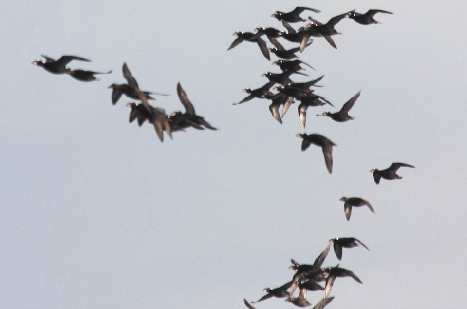 Migrating Surf Scoters