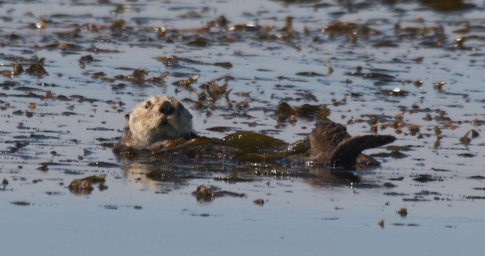 Sea Otter