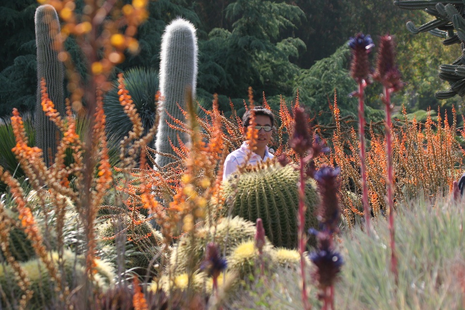 Huntington Desert Garden