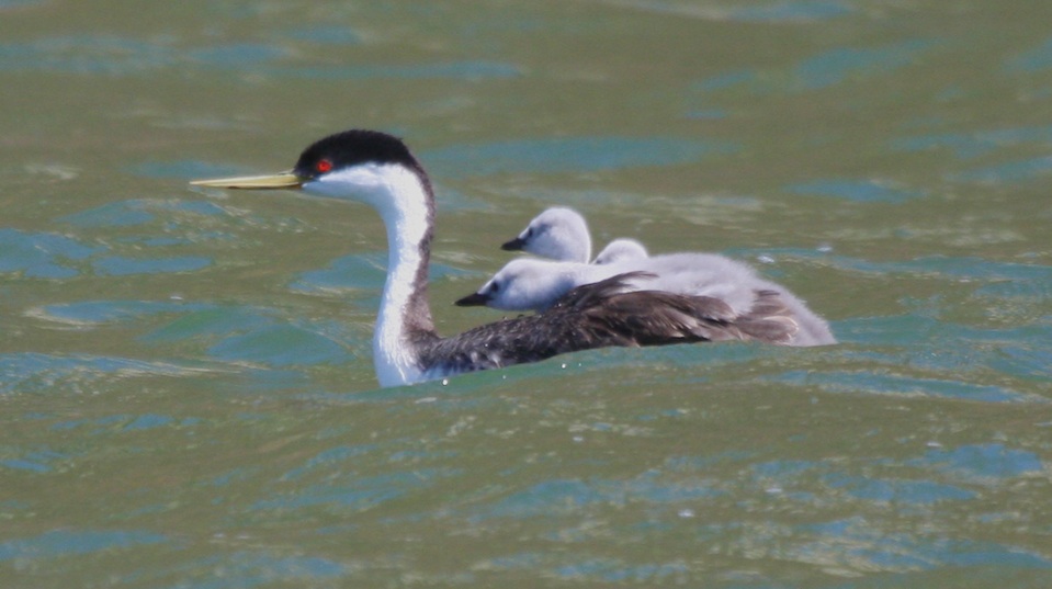 Western Grebe with chicks