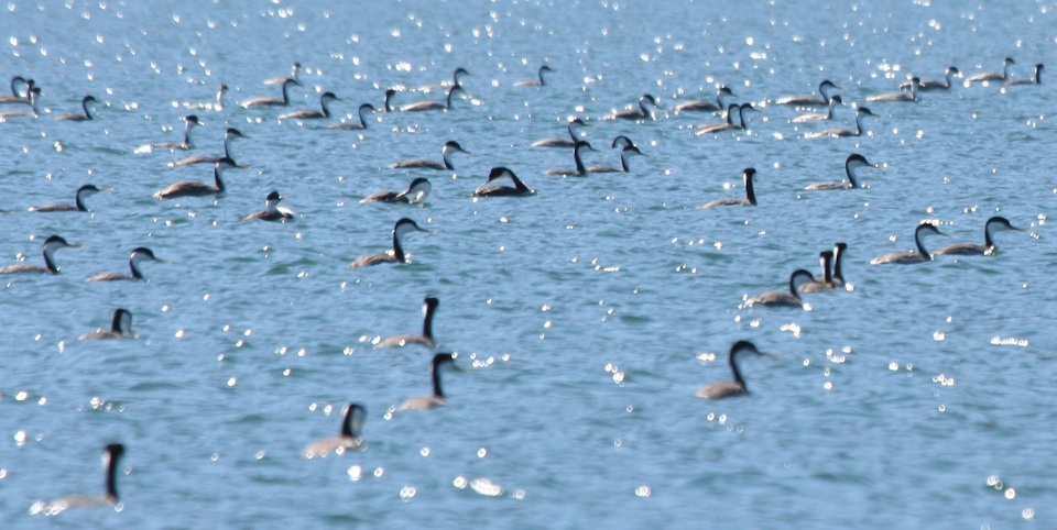 Grebes at Lake Cachuma