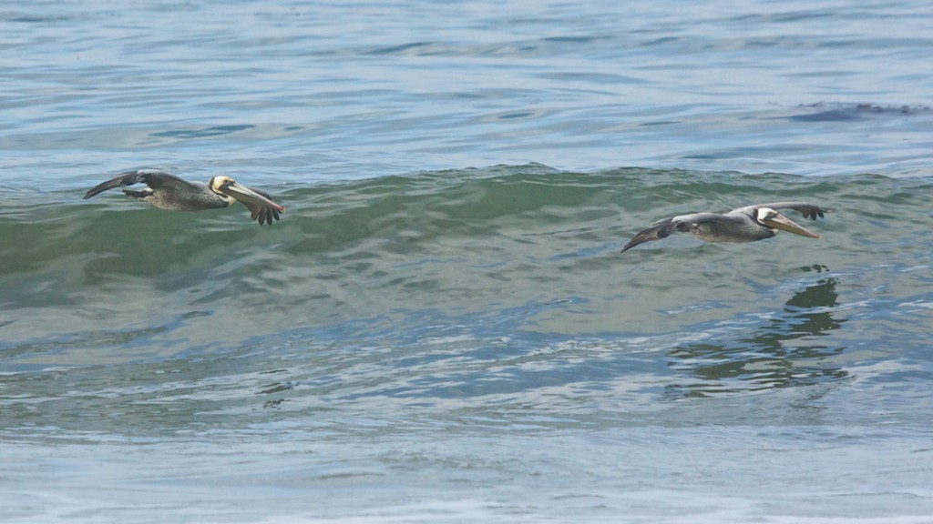 Brown Pelicans riding a wave