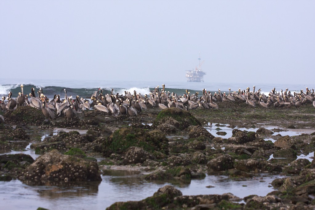 Large flock of Brown Pelicans at Devereux Point, Goleta, CA
