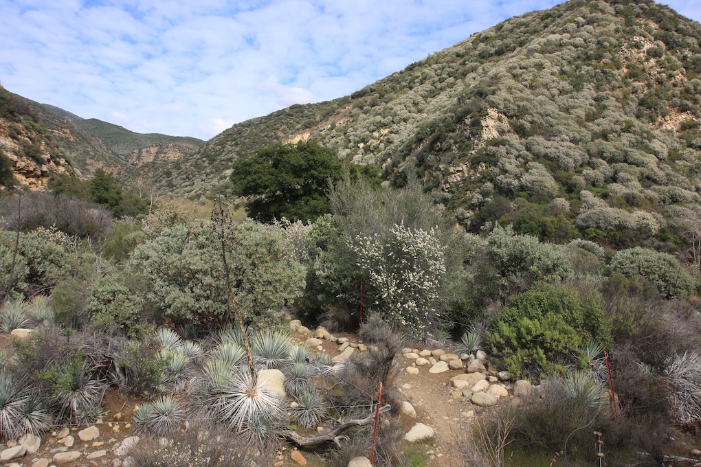 Matilija Canyon