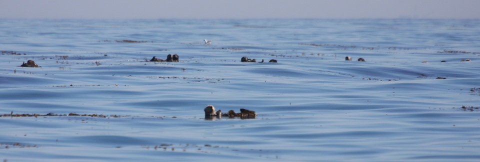 Sea otters