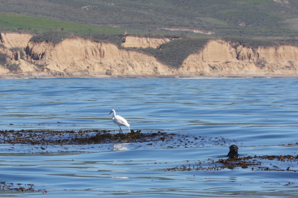 Great Egret and Sea Otter at Hollister Ranch