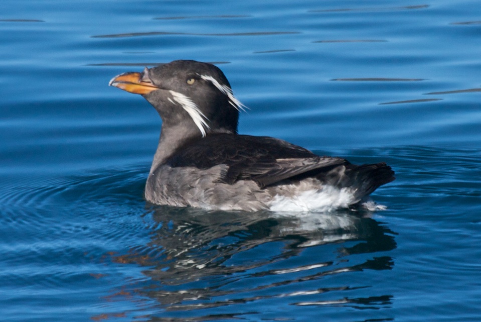 Otters along the Gaviota Coast