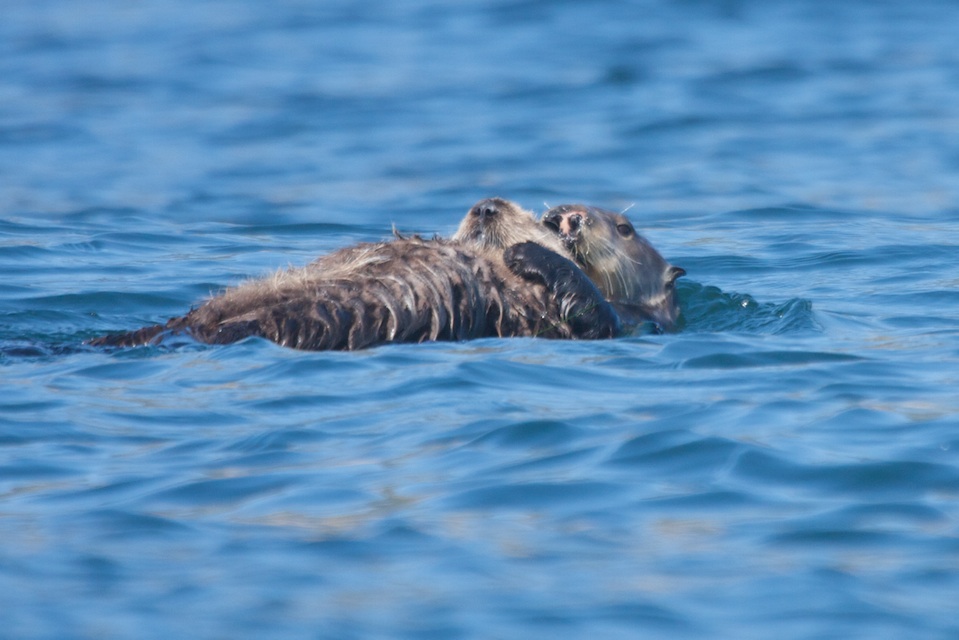 Sea otter