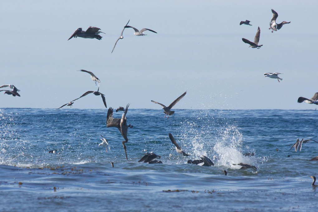 Diving Pelicans