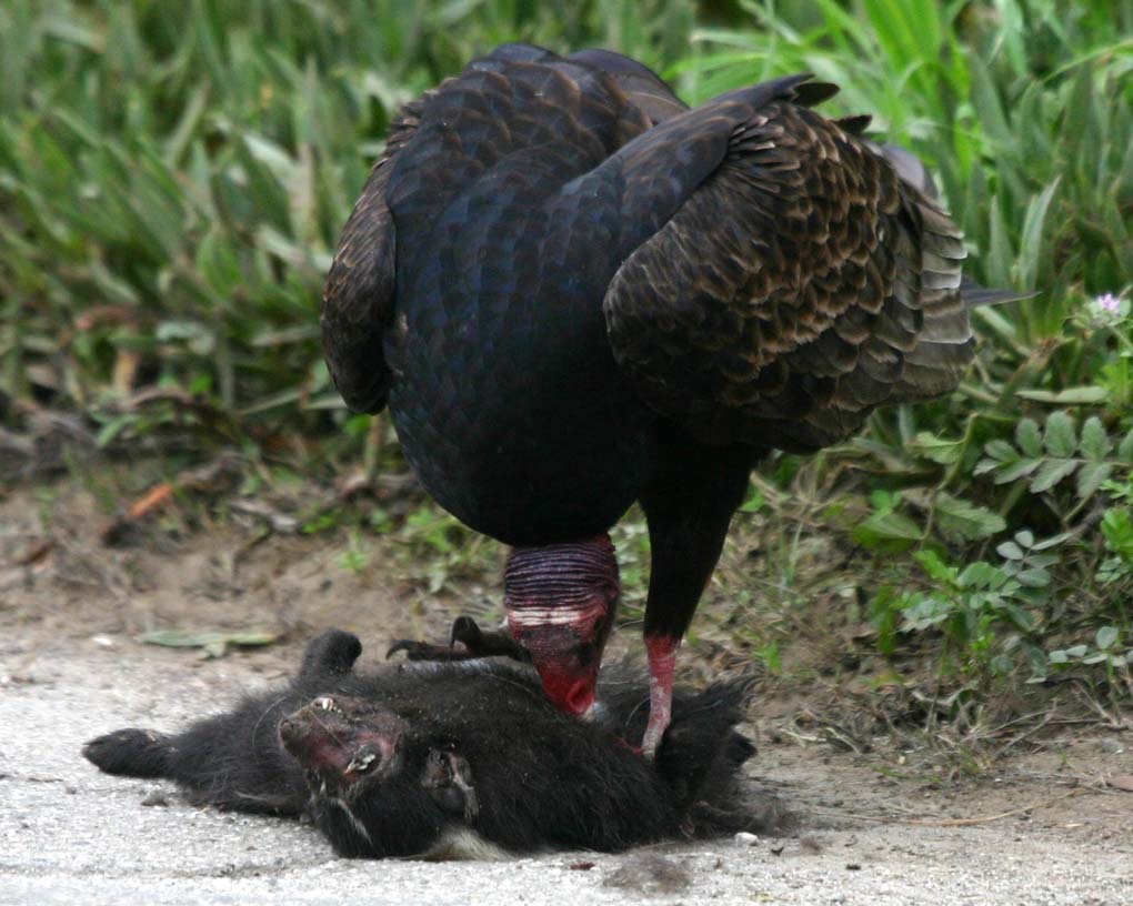 Turkey Vulture eating a skuk