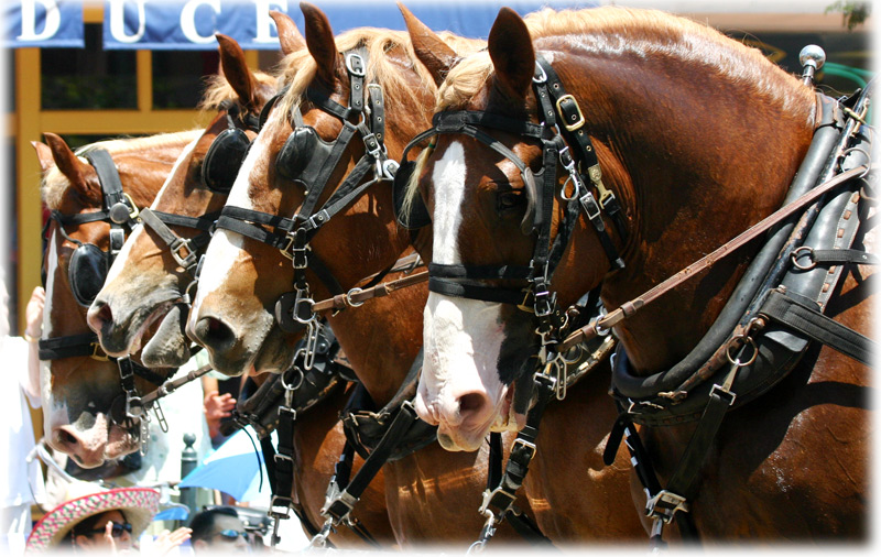 Santa Barbara Fiesta Parade 2006