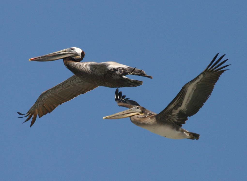 Brown Pelican