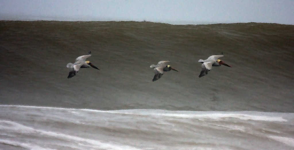 Pelicans riding a wave