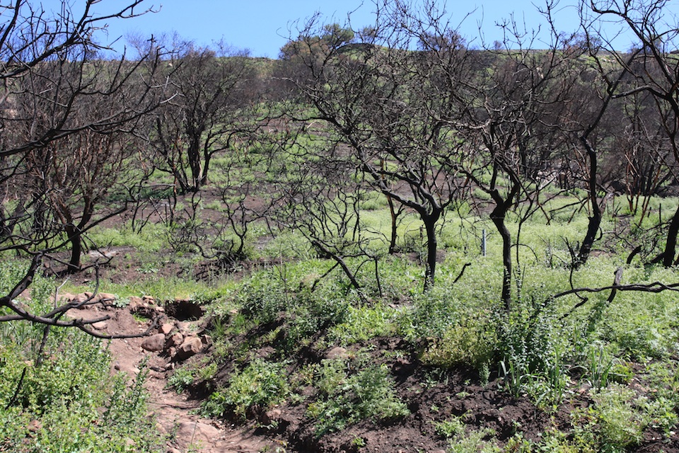 Rattlesnake Canyon Trail afte the fire