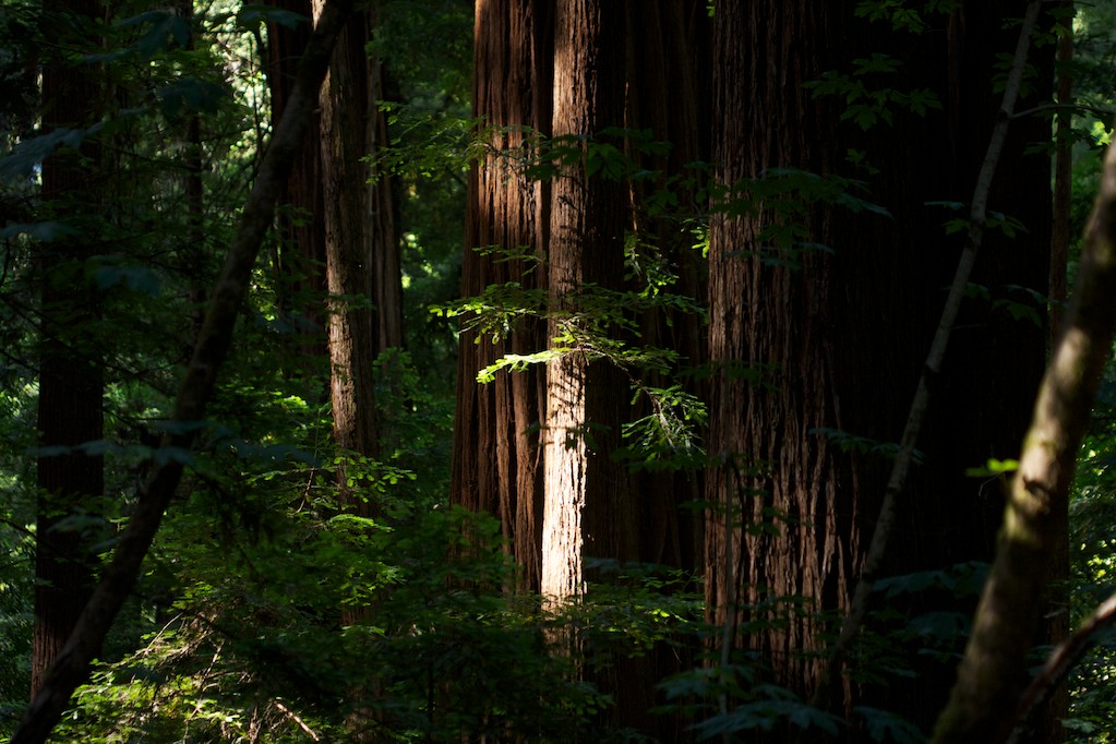 Coast Redwood