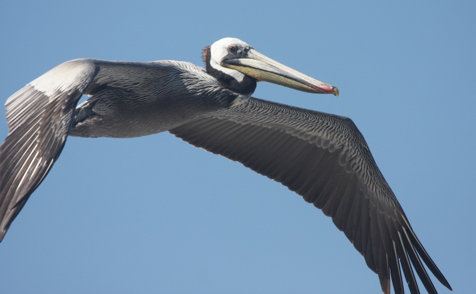 Brown Pelican at COPR