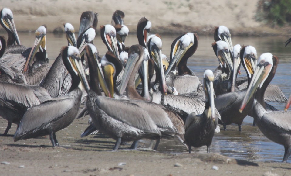 Brown Pelicans at COPR