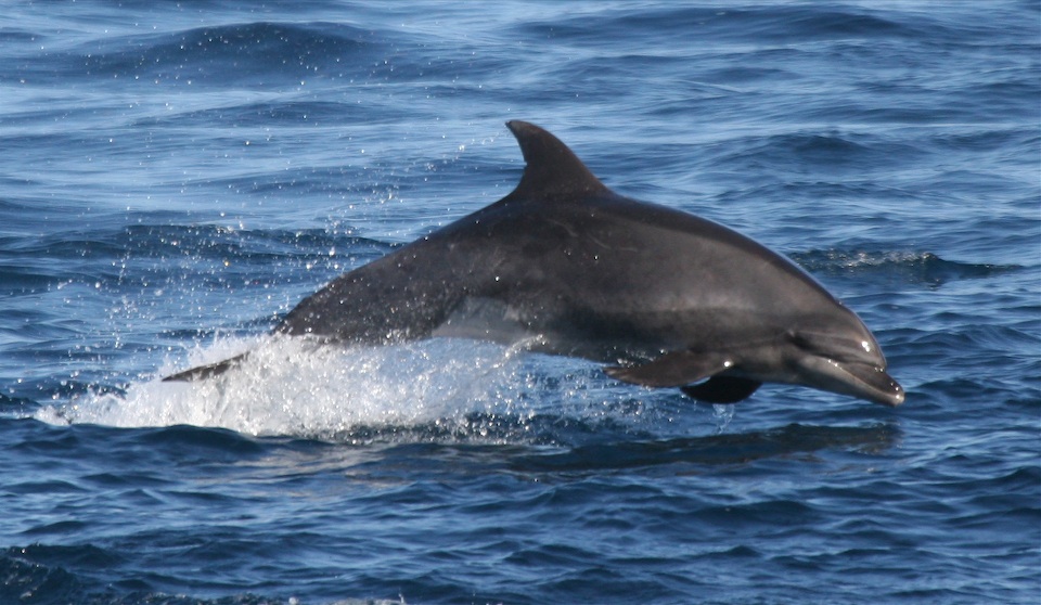 Bottlenose Dolphin - Santa Barbara Channel