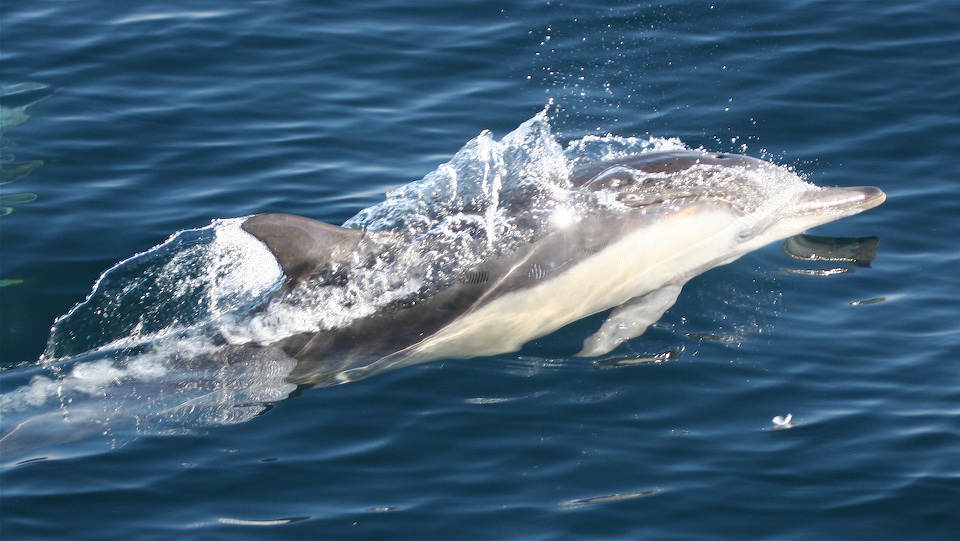 Common Dolphin - Santa Barbara Channel