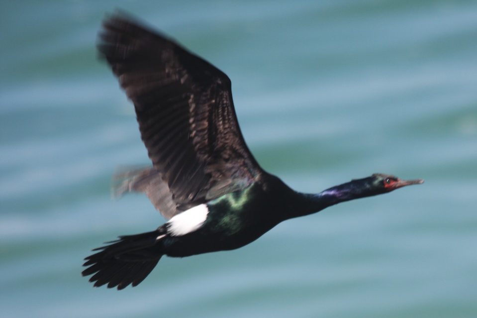 Pelagic cormorant