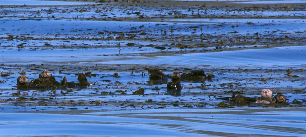 Sea Otter