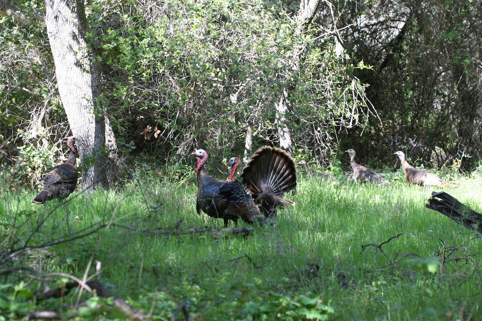 Wild Turkey, Santa Ynez Valley