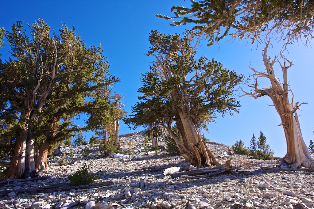 Bristlecone Pine